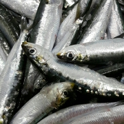 Sardines de Croix de Vie, Croix de Vie Marée, mareyeur à Saint Gilles Croix de Vie, Vendée